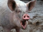 В Харьковской области свинья довела хозяина до смерти - Похоронный портал