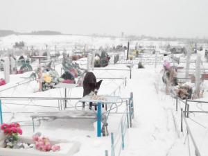 Кладбища. В похоронном деле Краснотурьинска наметились улучшения - Похоронный портал