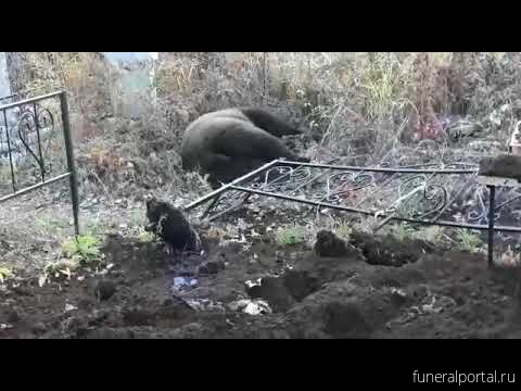 В ханты мансийске медведь раскопал могилу фото