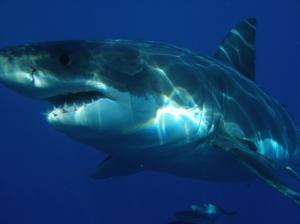 Люди смогут выращивать новые зубы, как акулы - Похоронный портал