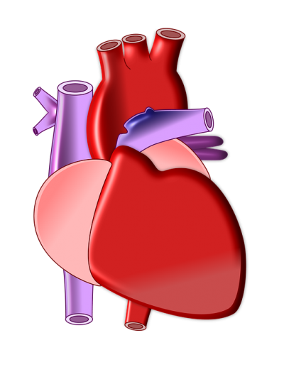 Американские ученые рассказали, что поможет для сохранения здоровья сердца