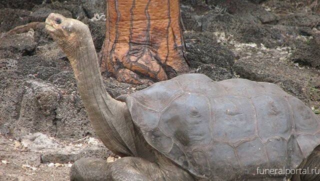 Ученые расшифровали геном последней гигантской черепахи Галапагоса