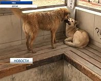В Уфе нашли растерзанного собаками ребенка - Похоронный портал