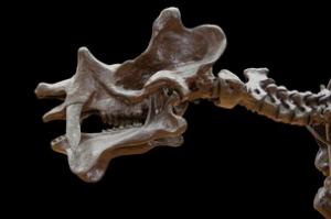 В Бразилии нашли останки предков динозавров - Похоронный портал