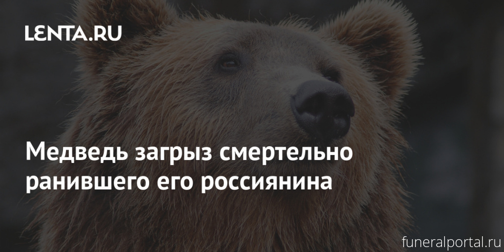 Медведь загрыз смертельно ранившего его россиянина - Похоронный портал