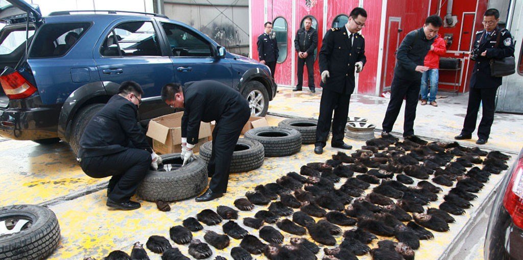 Более 50 медведей убиты контробандистами ради экспорта в Китай - Похоронный портал