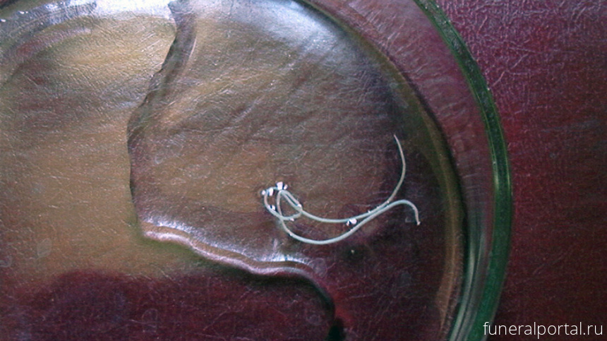 «Между смертью и жизнью»: червь неизвестного вида ожил после 46 тысяч лет в мерзлоте - Похоронный портал