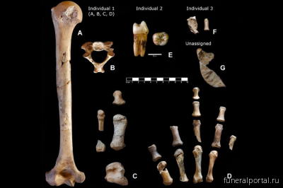 В испанском музее обнаружили забытую коробку с костями неандертальцев - Похоронный портал