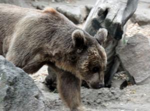Голодные медведи под Магаданом атаковали кладбище и помогли прокуратуре - Похоронный портал