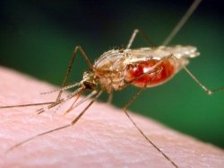 Все еще стоит опасаться комара-анофелес