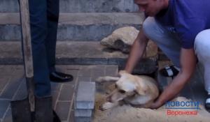 В Воронеже рабочие ДСК заживо замуровали в яме беременную собаку - Похоронный портал