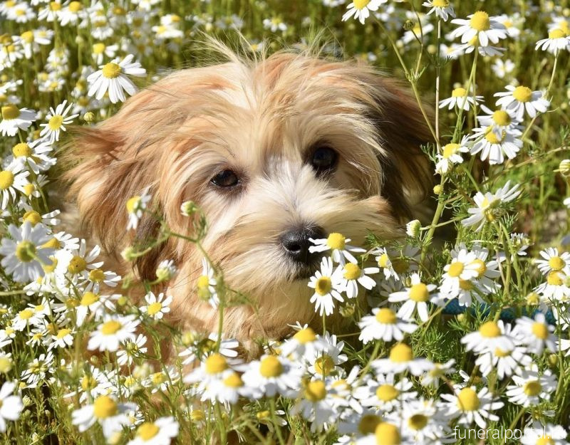 В Бурятии прах животных помещают в биоурны - Похоронный портал