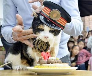 В Японии умершую кошку возвели в статус божества - Похоронный портал
