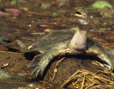 В Индии провалился проект очистки реки Ганг от трупов с помощью плотоядных черепах - Похоронный портал