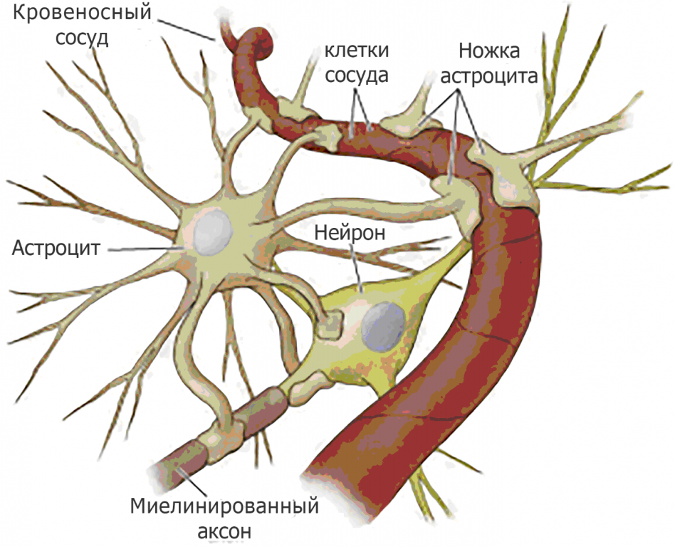 Нейровоспаление может оказаться центральным процессов в старении организма.