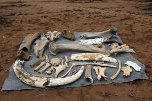 В Башкирии обнаружили крупное захоронение мамонтов - Похоронный портал