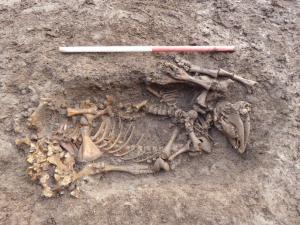 В Англии обнаружили древнее кладбище домашних животных - Похоронный портал