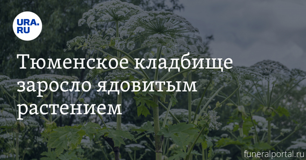 Тюме́нь. Тюменское кладбище заросло ядовитым растением - Похоронный портал