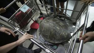 В Таиланде умерла черепаха, проглотившая 915 монет (видео) - Похоронный портал