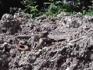В Первомайском парке найдены человеческие останки - Похоронный портал