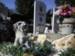 Нью-йоркцев разрешили хоронить на кладбищах домашних животных - Похоронный портал