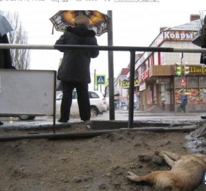 Мертвых животных в Липецке начнут собирать после 8 марта - Похоронный портал