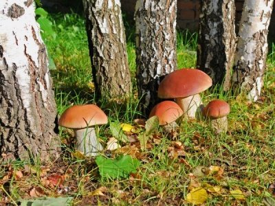Гастроэнтерологи рассказали, какие болезни лечат грибы