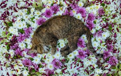 «Помогла подруге справиться со смертью кошки»: столичный фотограф снимает мёртвых животных