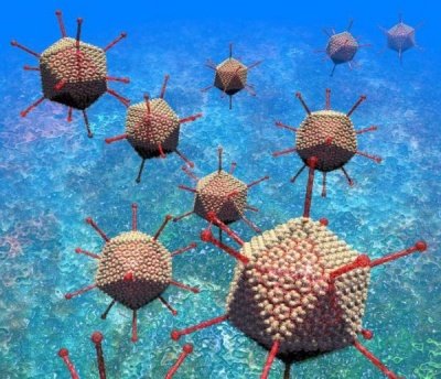 Аденовирусы и иммунная система могут объединятся в борьбе с раком