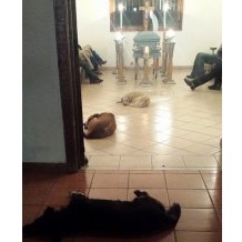 В Мексике бродячие собаки пришли на похороны женщины, которая заботилась о них - Похоронный портал