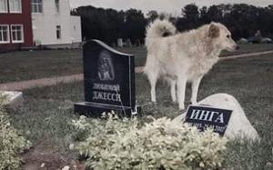 Жители Красноярска превратили город в кладбище домашних животных - Похоронный портал
