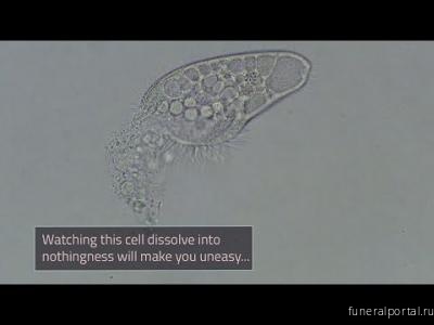 Как погибает одноклеточный организм. Трогательное видео