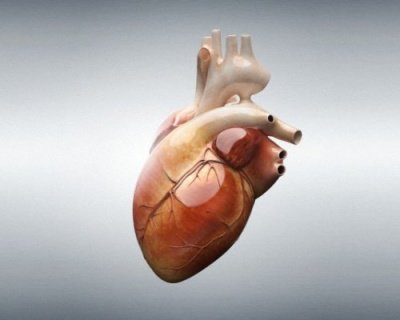 Учёные обнаружили рецепт здорового сердца