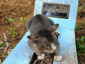 Убитый горем кот больше года живет на могиле хозяйки - Похоронный портал