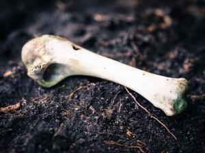 Раскрыта тайна костей, найденных среди морга: следователю объявлен выговор - Похоронный портал
