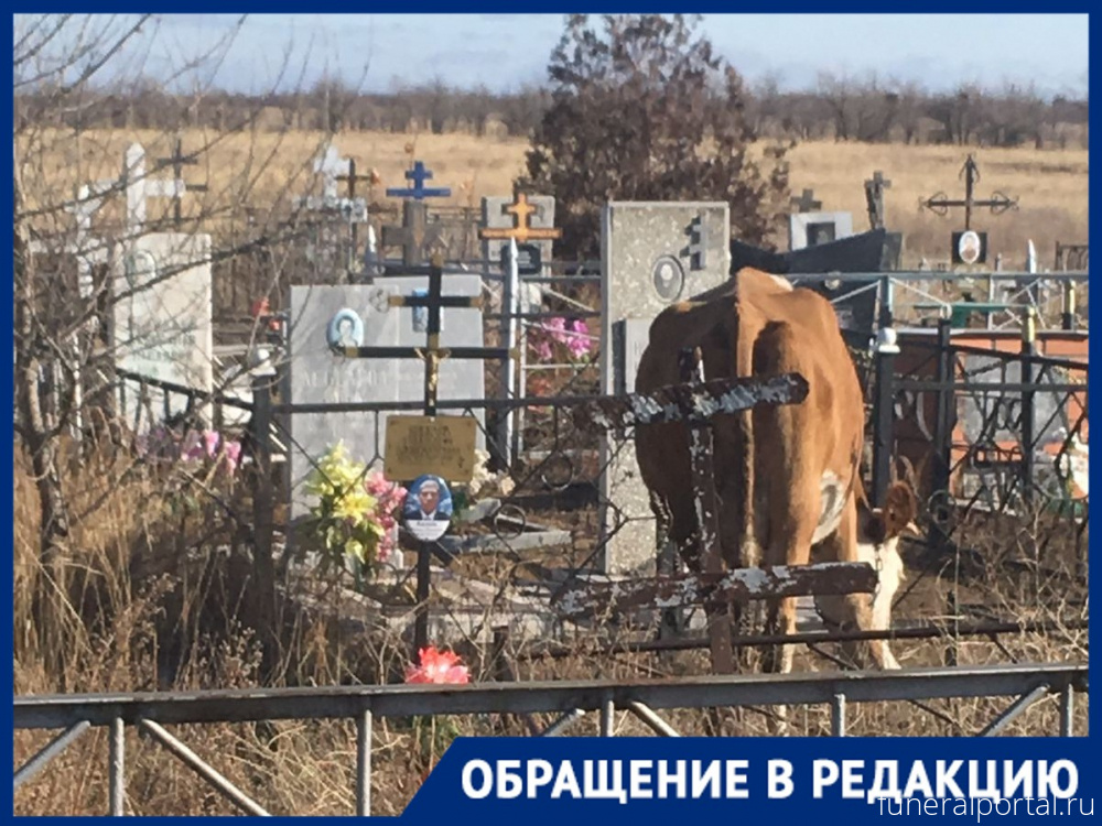 Волгогра́д. Гуляющие коровы на могилах участников спецоперации и ВОВ оскорбили волгоградцев - Похоронный портал