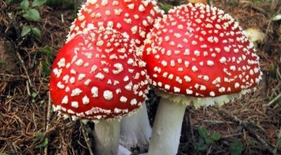 Как ядовитые грибы могут быть полезными людям