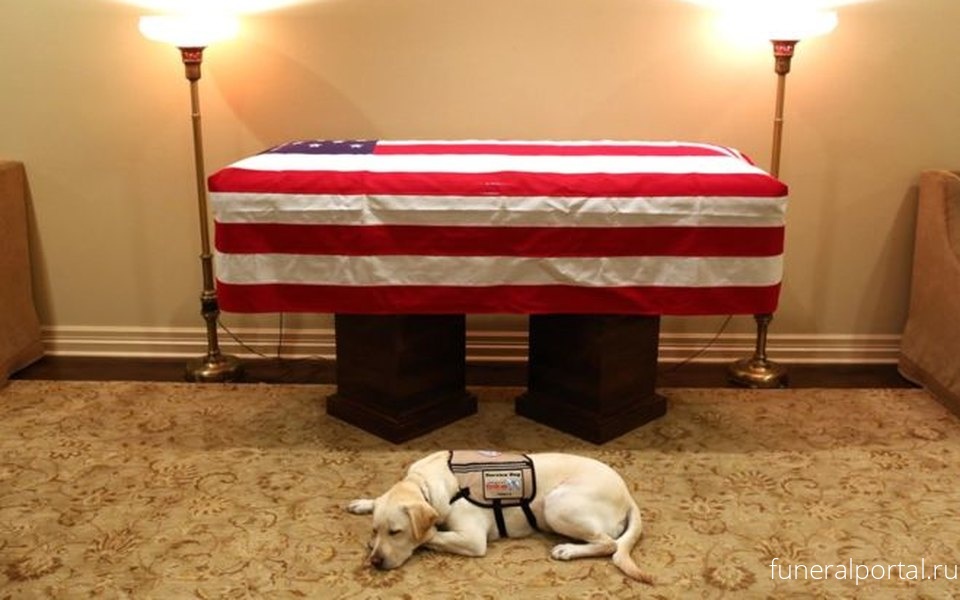 Фото: служебная собака Джорджа Буша-старшего провожает хозяина в последний путь - Похоронный портал