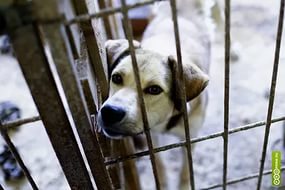 Эвтаназии не будет. УФАС отменило аукционы на отлов бродячих собак в Пермском крае - Похоронный портал