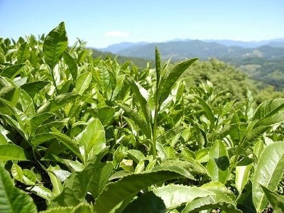 Зеленый чай может сделать вас биологически моложе