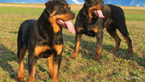 Ревность взыграла: В Алматы ротвейлеры насмерть загрызли 3-летнюю дочь своего хозяина - Похоронный портал