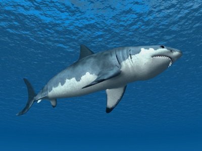 Акулы чаще нападают на мужчин, чем на женщин