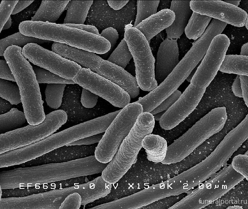 Бактерии в кишечнике человека помогут определить его биологический возраст