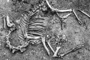 Археологи впервые нашли в Европе скелет боевого верблюда - Похоронный портал