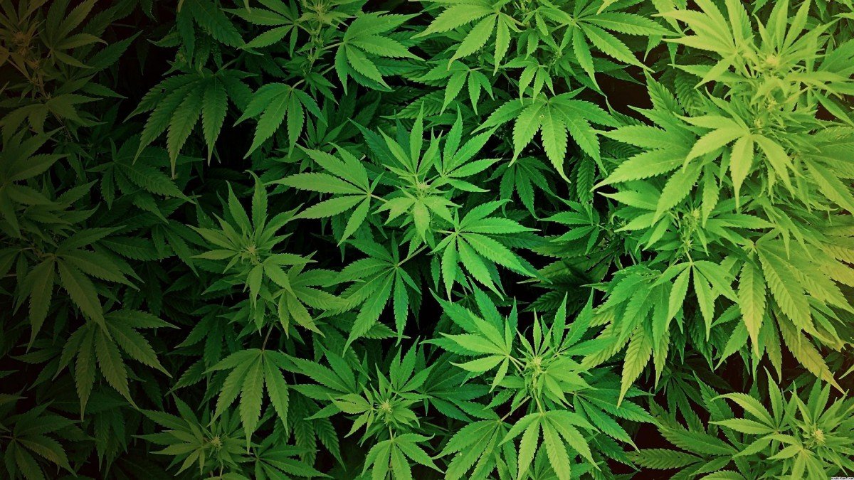 Kannabis.jpg