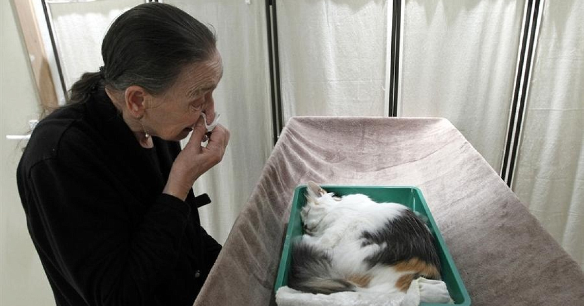 Усыпить кошку вызвать. Кремация домашних животных. Похороны кота.